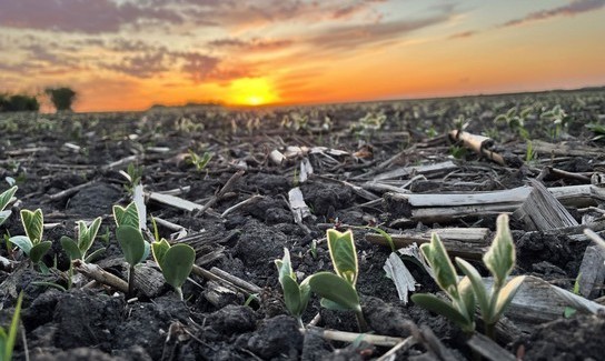 Ryan Hanson Elkton Mn